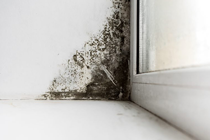 Florida Home Mold Inspections